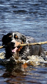 zwemmende hond (geüpload door saartje)
