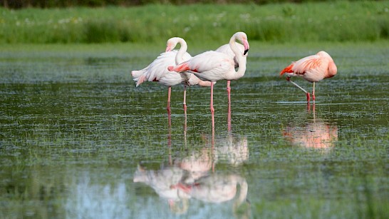 Flamingo's bij Zwillbrock in de omgeving van Groenlo in de Achterhoek