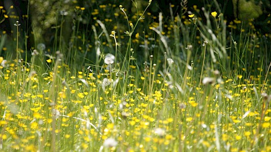 grassen pollen hooikoorts