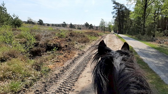 Paardrijden in Salland