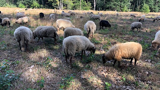 In de prachtige natuur vind je af en toe een kudde schapen op de heide.