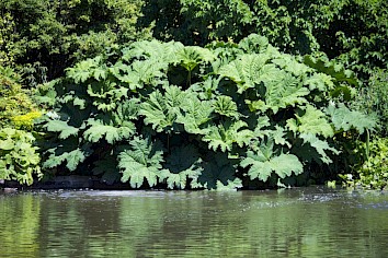 Groot Hoefblad is een sterke plant met grote bladeren. Hij heeft hele grote bladeren en behoefte aan een plek met veel ruimte. Daarom is deze plant eigenlijk alleen geschikt voor grote tuinen.