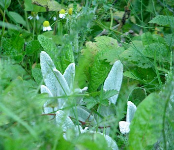 Ezelsoor of Andoorn is een blauwgrijze plant met fluweelachtige bladeren. De 'big ear' variant heeft de grootste bladeren. Door zijn grijzige kleur een rustpuntje in een tuin met frisgroene planten.