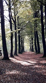 Herfst in Drenthe (geüpload door Wilma Merkenhof)