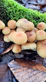 Zelfs in januari paddenstoelen aan de Sliekroute in Hummelo (Zwarte Kolk) (geüpload door Jannie Lebbink)