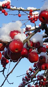 Sneeuw op Malus appeltjes (geüpload door TvL)
