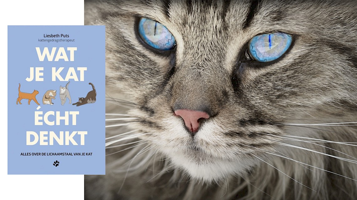 Winactie - Wat je kat écht denkt