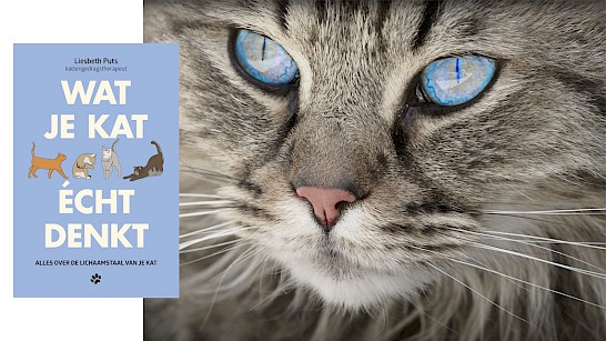 Winactie - Wat je kat écht denkt