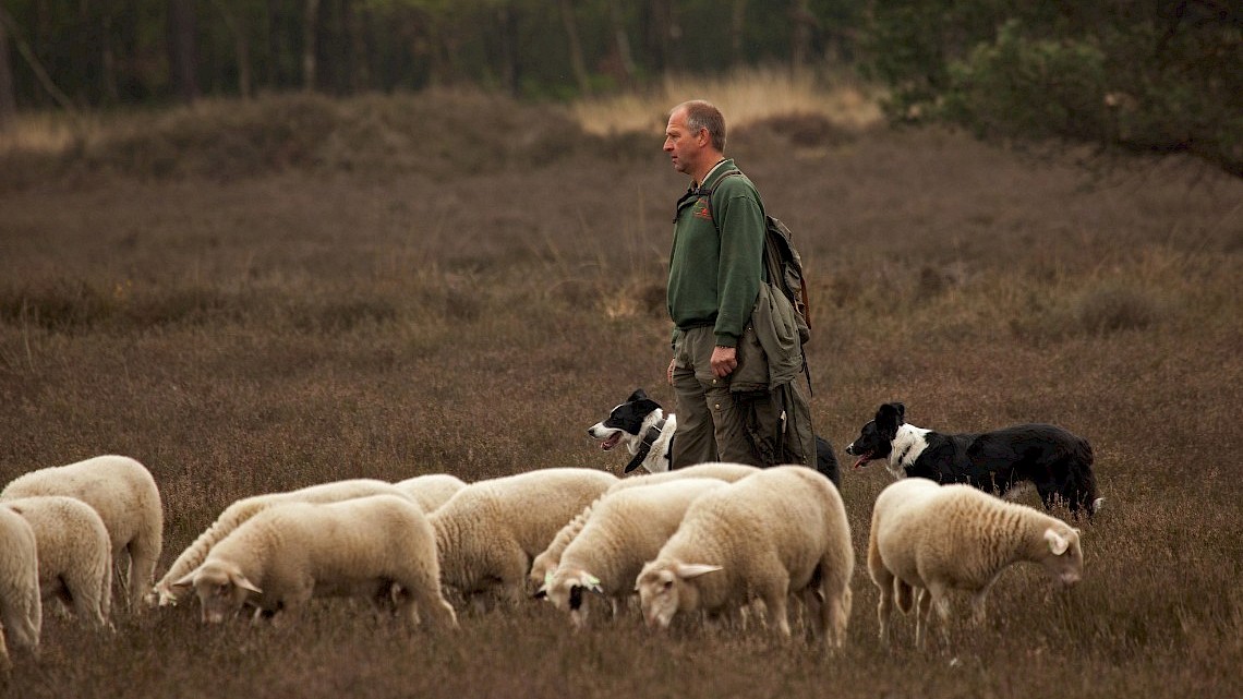 Heidebustocht Zuid-Veluwe, foto: Rob van t Zelfde