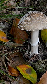 Witje. (geüpload door Maria van den Bosch)