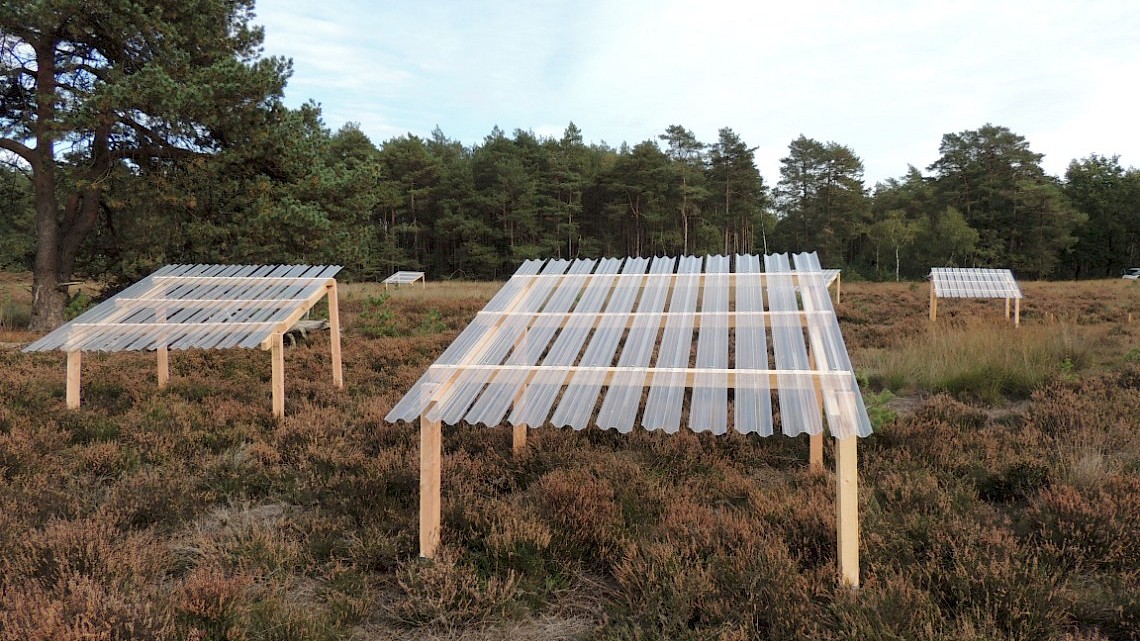 drogte op de Veluwe. Foto: Mariana Gliesch Silva